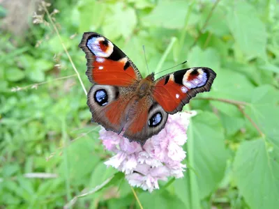 Бабочка дневной павлиний глаз — Фото №224173
