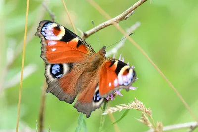 Бабочка дневной павлиний глаз арт - 68 фото