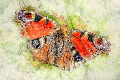 Файл:Крыло бабочки павлиний глаз.jpg — Википедия