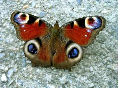 Бабочка Дневной павлиний глаз (Nimphalis io L.) :: Генрих Сидоренко –  Социальная сеть ФотоКто