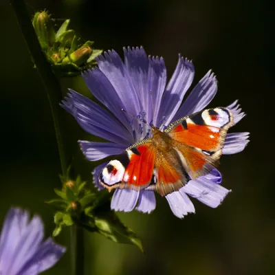 Бабочка павлиний глаз собирает нектар с цветов Stock Photo | Adobe Stock