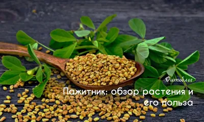 Пажитник семена 100гр — купить в интернет-магазине по низкой цене на Яндекс  Маркете