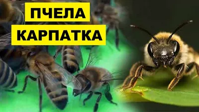 Bee Keeper Kim - Часто спрашивают про породу пчёл в наших пчелопакетах.  Отвечаем - это Карника и Карпатка. Для тех, кто близко не знаком расскажем  о плюсах и минусах каждой из них.