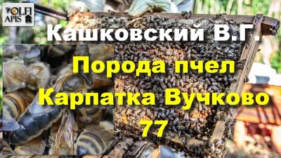 Пчеломатки\"Карпатка\"2023 плодные,Пчеломатки,матки (ID#1577004012), цена:  200 ₴, купить на Prom.ua