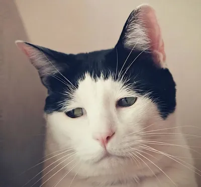 Самый грустный кот в мире» живёт в Японии: 13-летний кот Панчо прославился  из-за печальной мордашки | Утренний Юг | Дзен