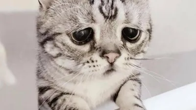 В Сети найден самый грустный кот