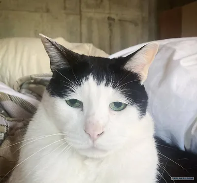 Печальный кот Барни. 6 лет на улице закончились! | Пикабу