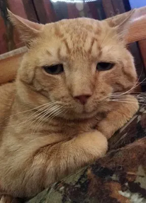 Грустный кот Степан стал новым мемом в соцсетях | Вечерний Барнаул
