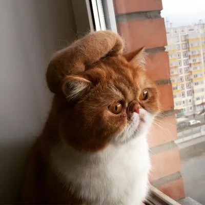 Это видео сразит вас наповал! Самый грустный кот стал звездой соцсетей –  пользователи гадают, почему он так