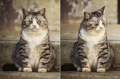 Самый грустный кот | Что вы знаете про осеннюю депрессию! 🐱 😔 Московский  кот Миша умеет грустить по-настоящему. Видео с ним уже разобрали на мемы, а  хозяйка говорит, что он... | By
