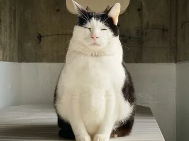 Счастливчик Панчо - самый грустный кот интернета - YouTube