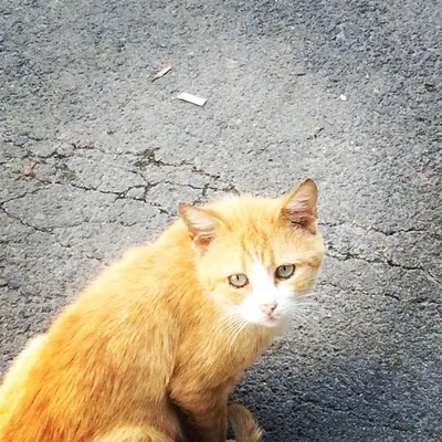 В Москве найден самый грустный кот, и он ищет дом