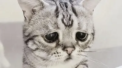 Самый печальный кот в мире (10 фото)