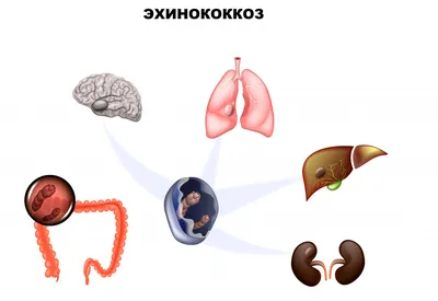 Глисты у овец: признаки, лечение, средства, препараты | Статья АВЗ