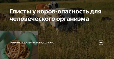 Глисты у коров-опасность для человеческого организма | Спаси Господи | Дзен