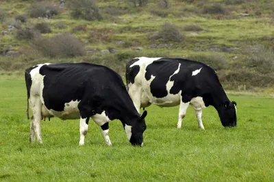 Пироплазмоз КРС: лечение бабезиоза у крупного и мелкого рогатого скота