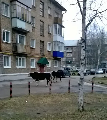 Усинцев на \"Талом\" перевозит эвакуатор - Усинск Онлайн