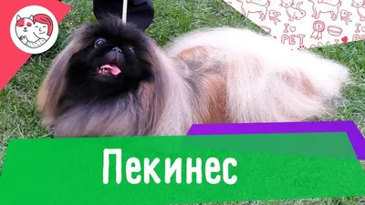 5й пекинес и я иду топиться - ПЕКИНЕС форум. PEKINGESE FORUM.