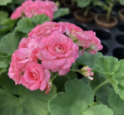 Пеларгония Зональная Ярко-Розовая - купить, цена, условия выращивания в  интернет-магазине комнатных растений.