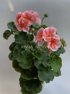 Пеларгония плющелистная (Герань) (Pelargonium peltatum) в кашпо — Рассада  цветов и овощей.