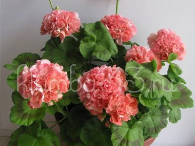 Пеларгония плющелистная \"Pelargonium\" купить по цене цена по запросу от  питомника саженцев и растений Центросад | Фото и консультация по уходу