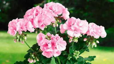 Пеларгония королевская Элеганс Николетт Pelargonium grandiflora Elegance  Nicolette (Укорененный черенок)