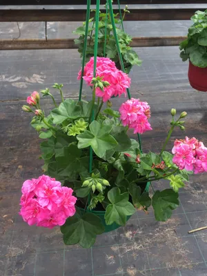 Купить пеларгония pelargonium zonale white pink по цене 8 Br в  интернет-магазине Юнифлор