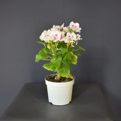 Пеларгония махровая \"Pelargonium\" купить по цене цена по запросу от  питомника саженцев и растений Центросад | Фото и консультация по уходу