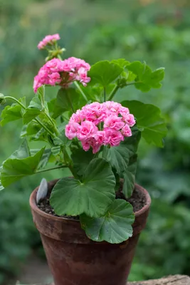 Пеларгония виолоцветковая – купить за 250 ₽ | Раздолье-садовода.рф