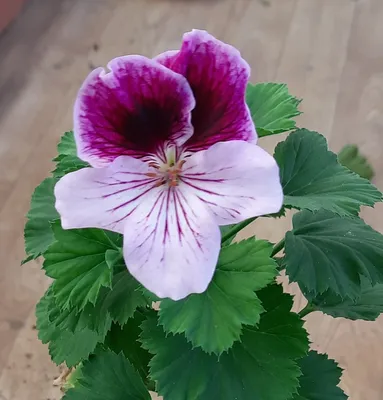 Пеларгония ароматная (Pelargonium graveolens) - PictureThis