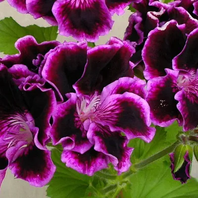 Герань (пеларгония садовая) (Pelargonium x hortorum)