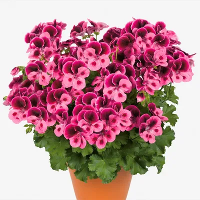 Пеларгония королевская Clarion Pink with eye - Пеларгония - GardenPlants