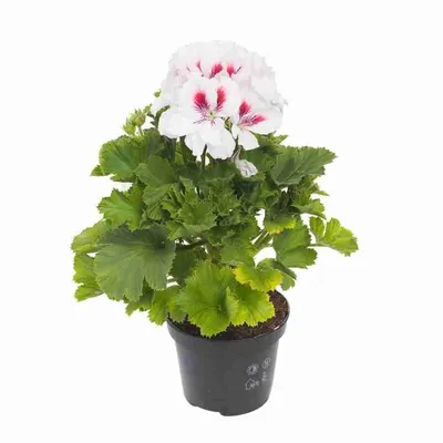 Комнатное растение \"Пеларгония королевская белая\" купить по низкой цене в  интернет-магазине kashpo.store