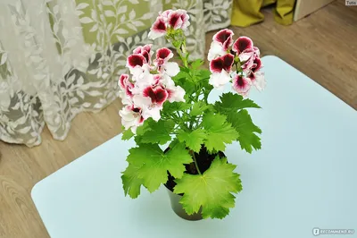 Королевская Пеларгония (Pelargonium domesticum) на 8 Марта в Питомнике  Вашутино