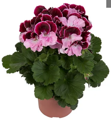 Пеларгония королевская Элеганс Николетт Pelargonium grandiflora Elegance  Nicolette (Укорененный черенок)