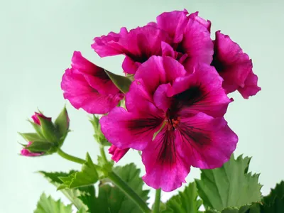 Королевская Пеларгония (Pelargonium domesticum) на 8 Марта в Питомнике  Вашутино