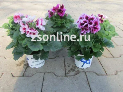 Пеларгонии (Герань) Цветущий сад МЦП Пеларгония ЗОНАЛЬНАЯ - купить по  выгодным ценам в интернет-магазине OZON (788066328)