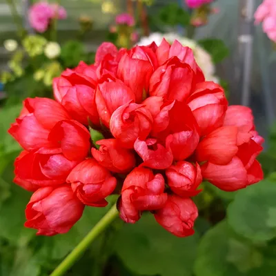 Pelargon Red Pandora – Blomsterfamiljen