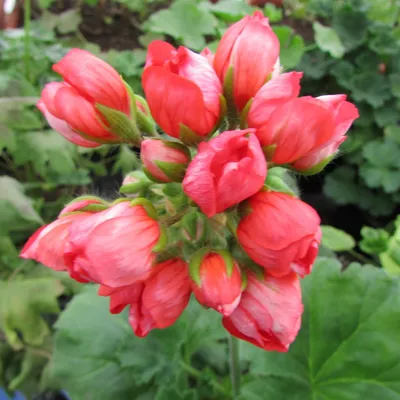 Fibrex Nurseries - Tulip. Or Zonal Pelargonium 'Red Pandora' #pelargonium  #britishgrown #flowers @ #fibrexnurseries | Facebook