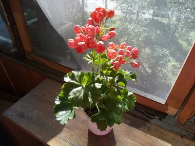 Tulpiažiedė Pelargonija Red Pandora