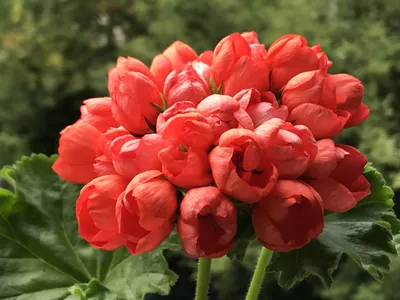 Lìga's pelargoniums.: 'Red Pandora'