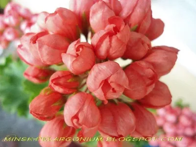 https://klau.club/65418-red-pandora-pelargonija.html