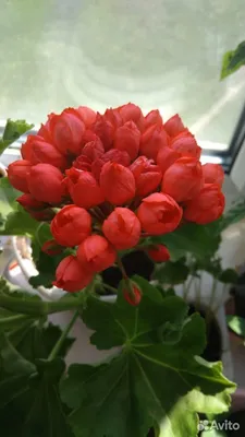 Red Pandora | Geraniums, Pelargonium, Flowers