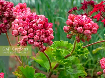 Tulpanpelargon 'Red Pandora'