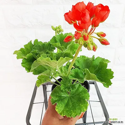 Fibrex Nurseries on X: \"Tulip flowered Zonal Pelargonium 'Red Pandora'  There aren't that many tulip flowered Pellies as yet but....  http://t.co/PEH1dbdI7r\" / X