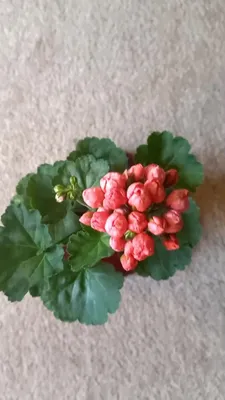 Pelargonium Red pandora | 観葉植物