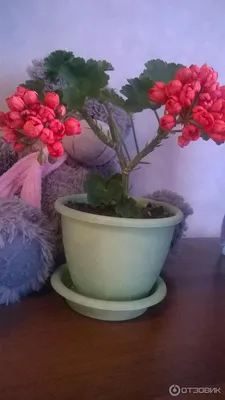 Pelargonium red pandora Air purification - xplant