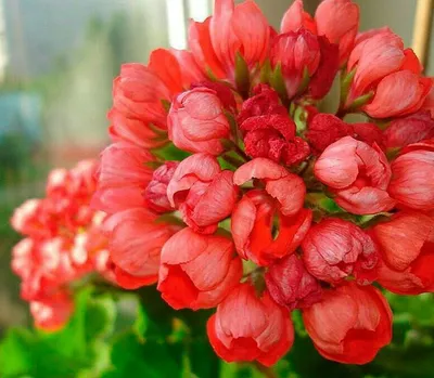 Моя пеларгония | Тюльпановидная пеларгония Red Pandora охотно цветёт  большими красными шапками цветов, похожих на нераскрывшиеся тюльпаны. Моя  красавица. Соцветия плотные, не раскрываются, лепесточки не осыпаются | Дзен