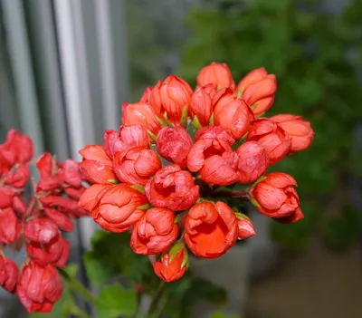 Отзыв о Пеларгония тюльпановидная Red Pandora | Неприхотливая красавица