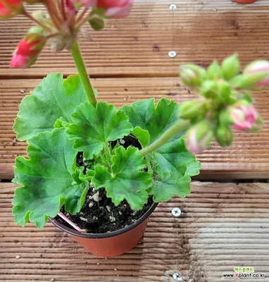 10PCS Seeds Geranium Red Pandora Zonal Tulip-Shaped Pelargonium Perennial  Flower | eBay